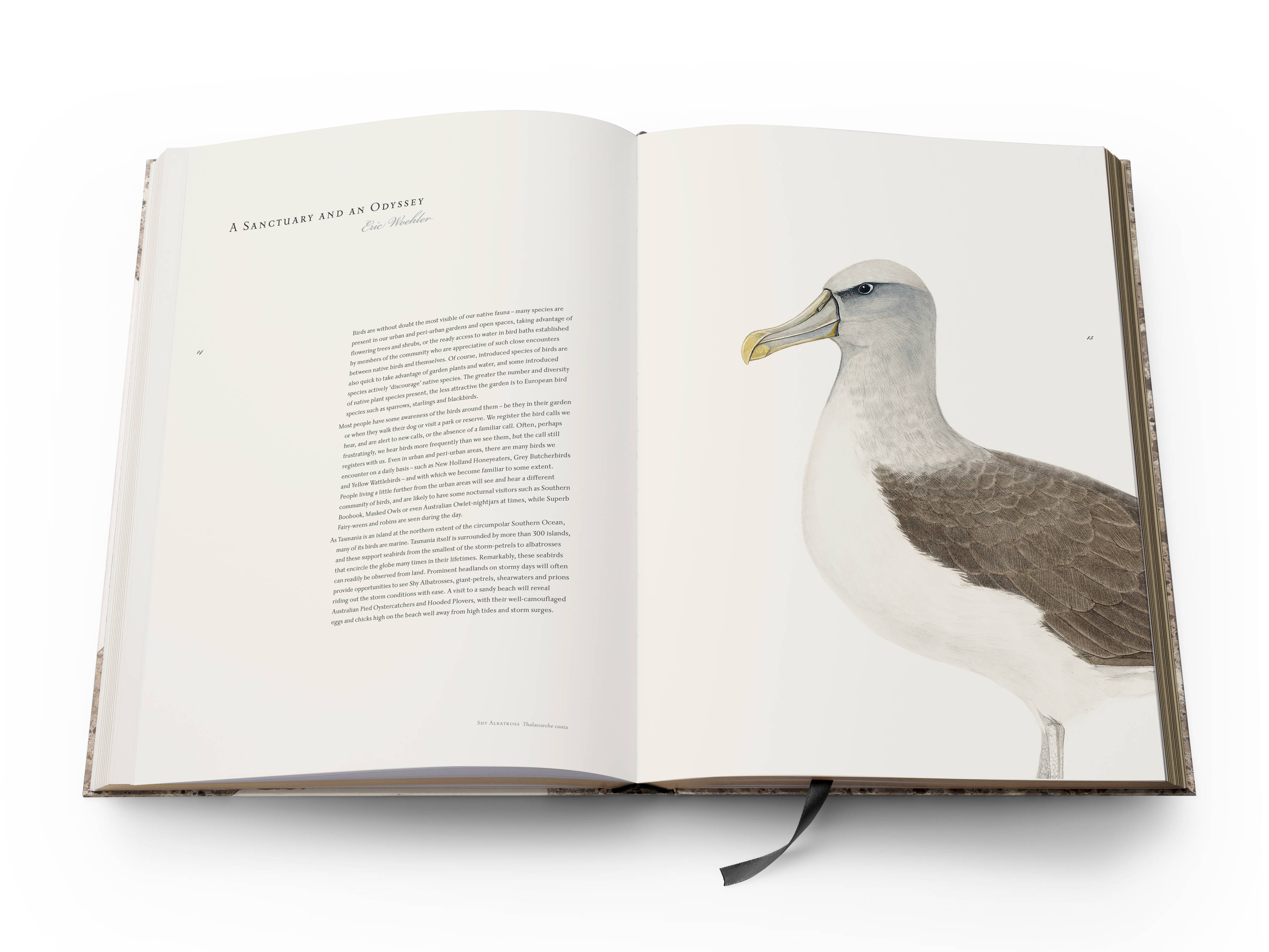 A double page spread from the book with essay text by Dr Eric Woehler on the left and a full-page colour plate of a Shy Albatross ‘Thalassarche cauta’ on the right.