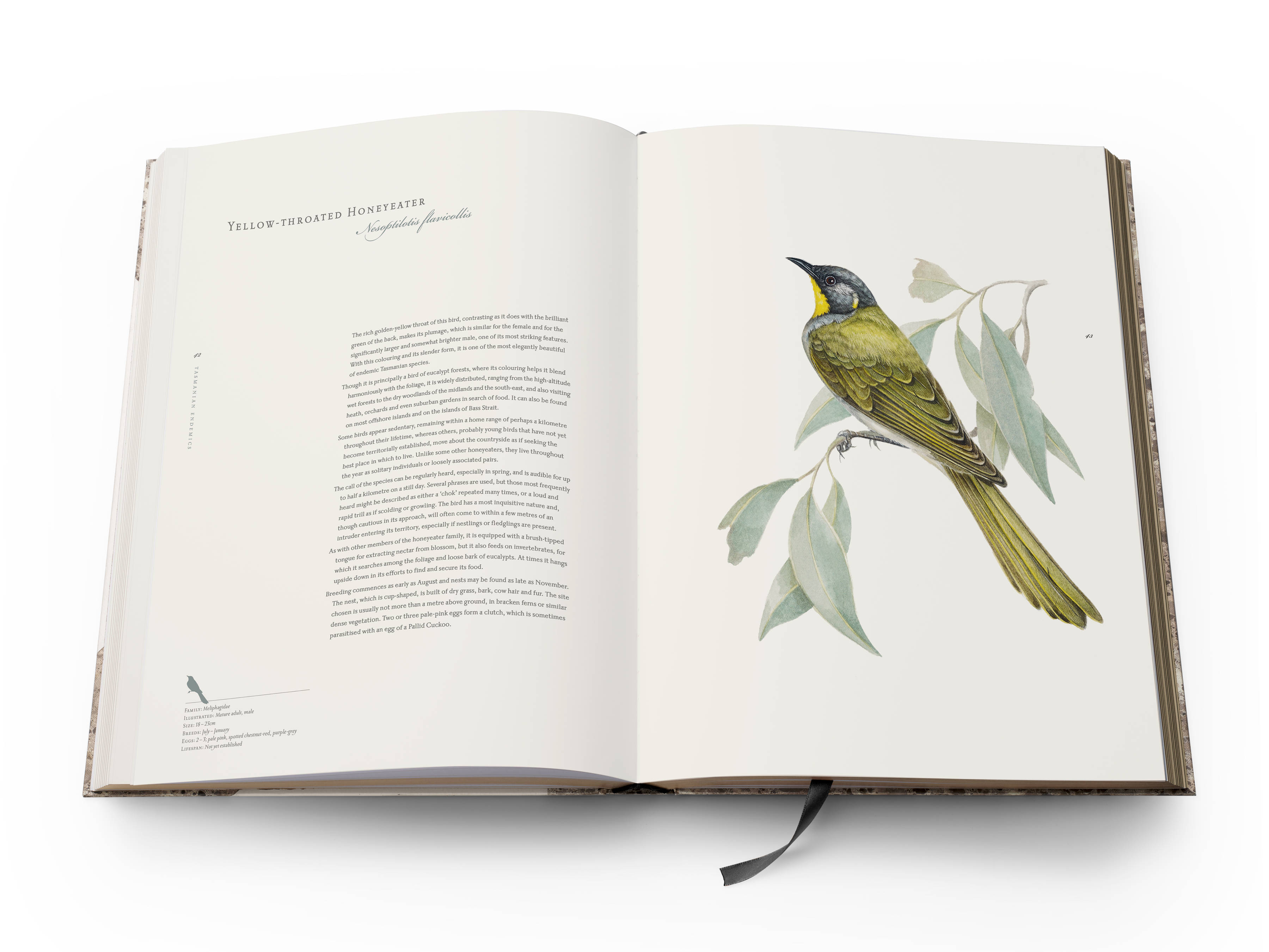 A double page spread from the book with text on the left and a full-page colour plate of a Yellow-throated Honeyeater ‘Nesoptilotis flavicollis’ on the right.