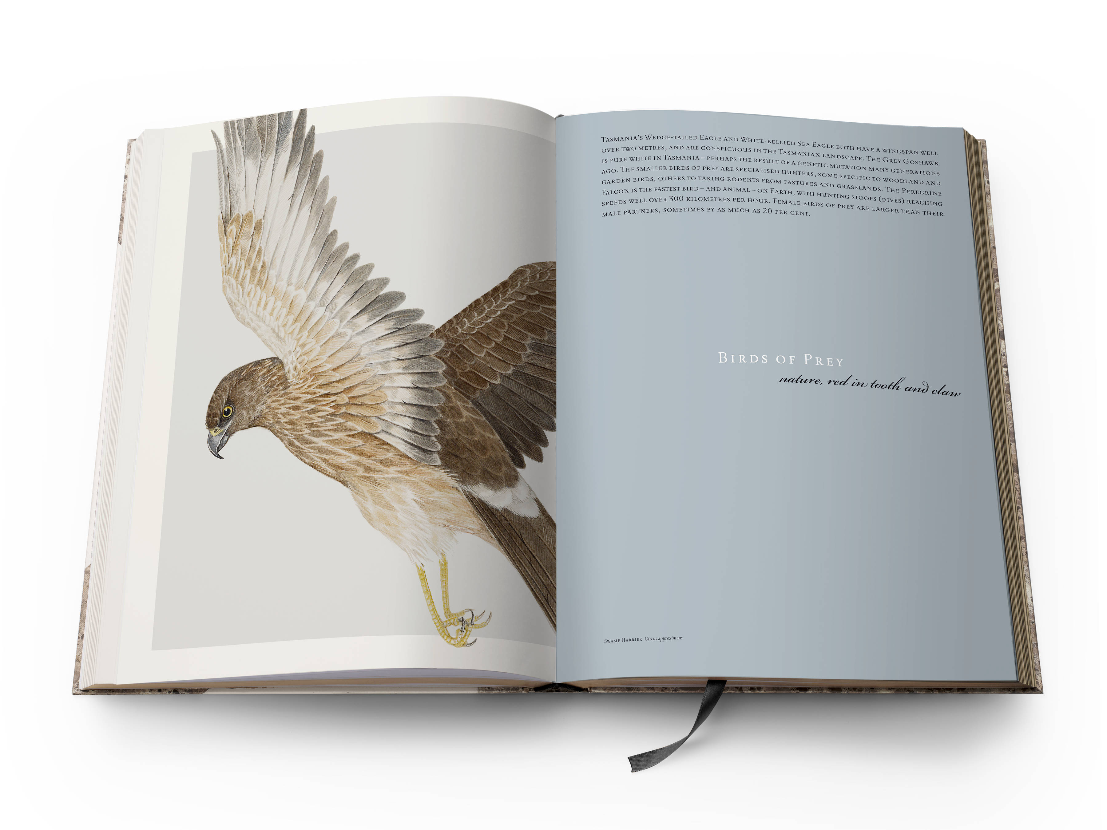 A double page spread from the book with a full-page colour plate of a Swamp Harrier ‘Circus approximans’ on the left and the title of the section Birds of Prey, ‘Nature red in tooth and claw’ on the right.